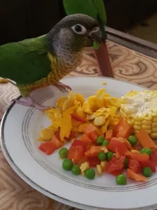 Katherine Hammond's conure Charlie eating salad whilst perched on the side of the plate.
