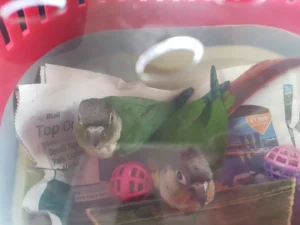 Katherine Hammond's pet conures Charlie and Polly on their arrival at home.