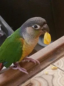 Katherine Hammond's conure Polly eating a pumpkin seed.