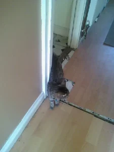 Katherine Hammond's cat Felix walking down her corridor at home.