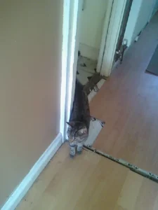 Katherine Hammond's cat Felix walking down her corridor at home.