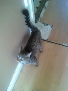 Katherine Hammond's cat Felix walking down her corridor at home.
