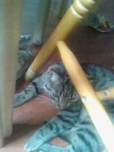 Katherine Hammond's cat Felix lying on the carpet.