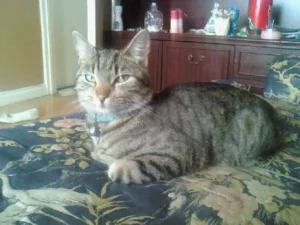 Katherine Hammond's cat Felix on Katherine's bed.