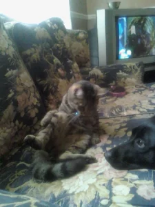 Katherine Hammond's cat Felix and Marl, Katherine's dog. Felix is having a wash on the sofa, Marley has come to say hello to Felix.