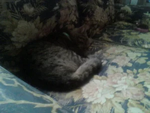 Katherine Hammond's cat Felix fast asleep.