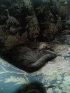 Katherine Hammond's cat Felix fast asleep on the sofa.