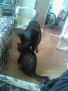 Katherine Hammond's dog Marley coming to say hello to Katherine's cat Felix