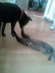 Katherine Hammond's dog Marley coming to say hello to Katherine's cat Felix who is lying on the floor, on his back with his paws stretched up.