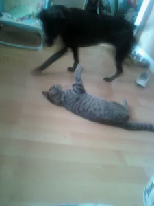 Katherine Hammond's dog Marley coming to say hello to Katherine's cat Felix who is lying on the floor, on his back with his paws stretched up.