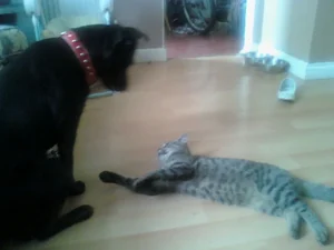 Katherine Hammond's dog Marley coming to say hello to Katherine's cat Felix who is lying on the floor, chilling out.