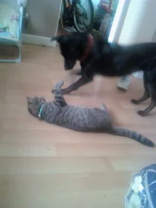 Katherine Hammond's dog Marley coming to say hello to Katherine's cat Felix who is lying on the floor, on his back with his paws stretched up.