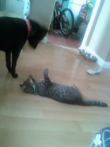 Katherine Hammond's dog Marley coming to say hello to Katherine's cat Felix who is lying on the floor, on his back with his paws stretched up.