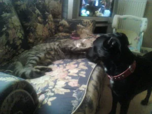 Katherine Hammond's dog Marley coming to say hello to Katherine's cat Felix who is lying on the sofa with his paw outstretched affectionately.