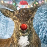 Katherine Hammond An Author in Northamptonshire's short story: How Rudolph Saved Christmas.