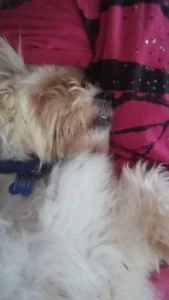 Katherine's dog Toby fast asleep.