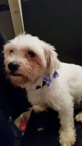 Katherine Hammond's dog Toby modelling a new purple bow with a white pattern.