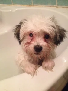 Katherine's dog Toby as a puppy aged about 3 months old having his first ever bath.