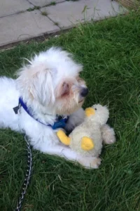 Katherine's dog Toby with his teddy.
