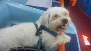 Katherine's dog Toby.