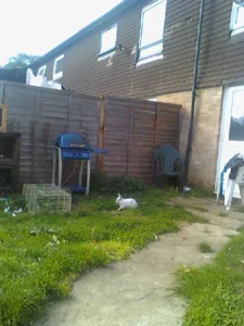 Katherine's Rabbit Zaphod.