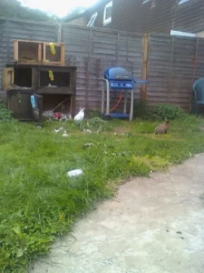 Katherine Hammond's rabbits Zaphod (White) and Flower (brown)