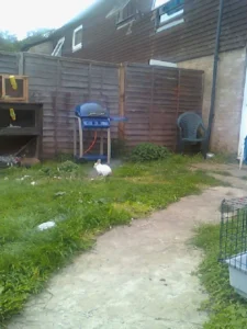 Katherine Hammond's rabbits Zaphod (white) and Flower (brown) mulling around in the garden.