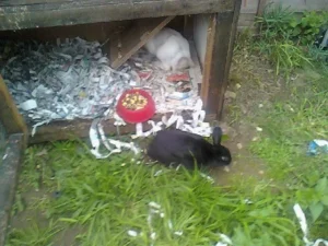 Katherine Hammond's rabbits Zaphod and Stumpy in their rabbit hutch.